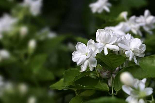 茉莉种植栽培技术及病虫害防治措施