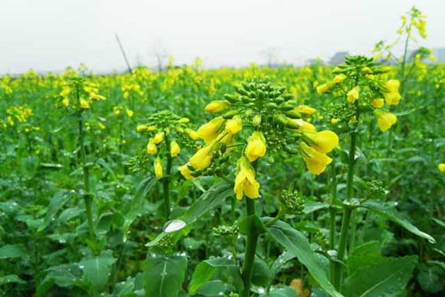 油菜缺硼症状及硼砂的施用方法
