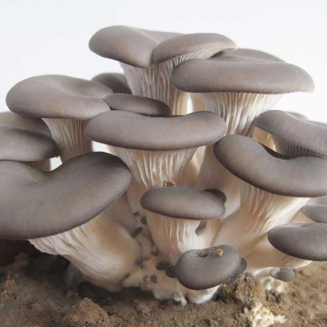 玉米秸秆种植栽培平菇的方法