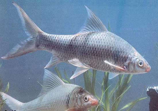 网箱养鲢、鳙鱼发生锚头骚病怎么治疗？