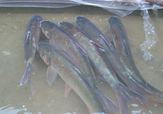 网箱养鲢、鳙鱼发生锚头骚病的治疗方法
