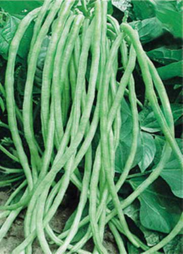 无蔓豇豆栽培种植及管理