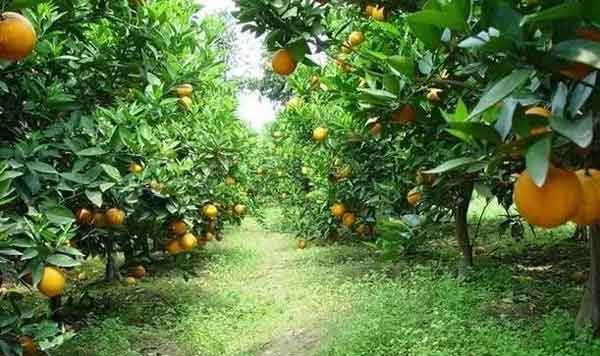介绍果园除草的几种方法