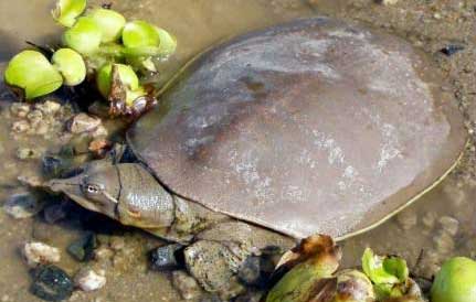 鳖的经济价值、药用价值和​形态特征：鳖甲的功效与作用