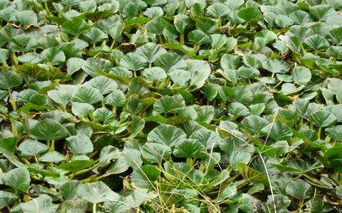 菱角种植管理、病虫害防治及采收