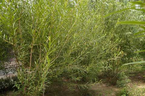 杞柳种植管理、病虫害防治及收割与贮藏