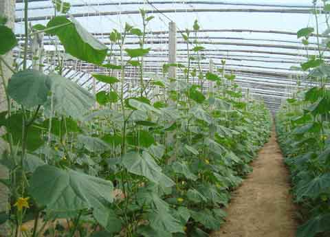 大棚黄瓜种植管理及霜霉病、菌核病防治方法