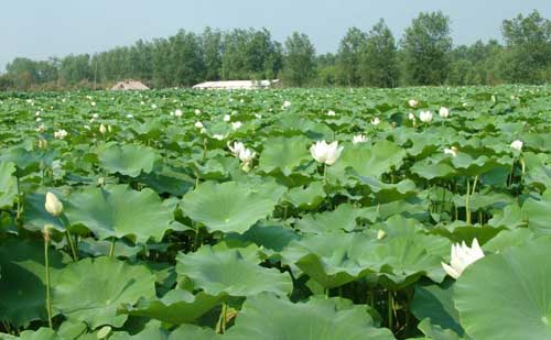 莲藕种植栽培管理及莲藕采摘和加工技术