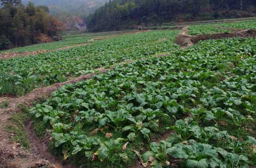 盘菜种植方法|盘菜栽培需要哪些技术