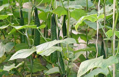 黄瓜优良品种介绍及黄瓜种植技术措施