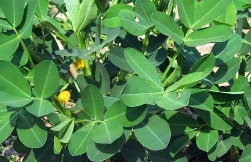 花生缺氮缺磷缺钾缺钙的症状及其补救措施