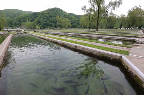 科学养鱼：利用草浆养鱼技术