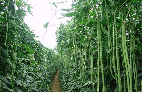 棚室豆角种植栽培技术及病虫害防治