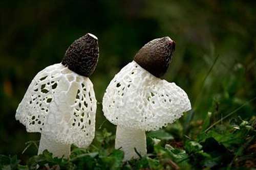竹荪种植栽培时如何做好病虫害的防治