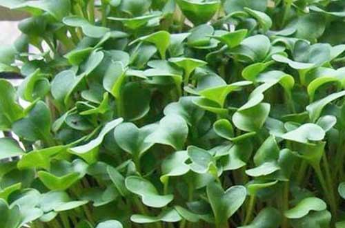 种植和栽培萝卜芽菜需要哪些条件和技术