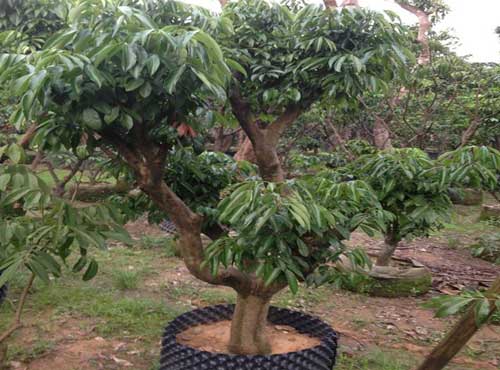 种植栽培经验_预防荔枝隔年结果三招