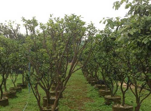 种植栽培经验——预防荔枝隔年结果三招