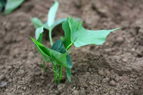 红薯种植技术及田间管理与采收