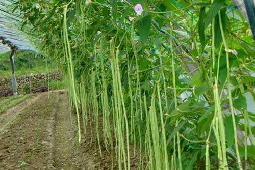 温室中种植和栽培豇豆的方法及管理措施