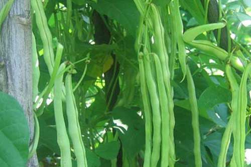 温室中种植和栽培豇豆的方法及管理措施