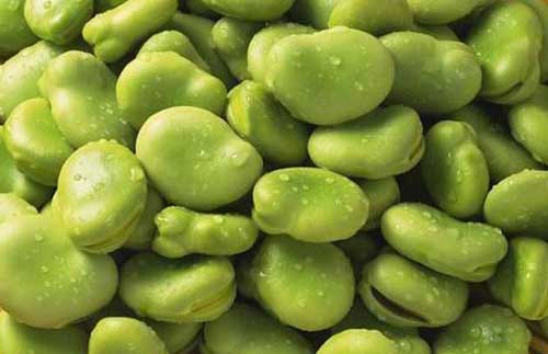 介绍几种蚕豆的做法及蚕豆种植栽培技术要点
