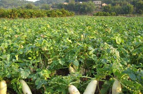 萝卜种植适宜条件及​萝卜种植避免空心的方法