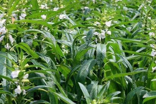 芝麻高产种植​栽培技术及管理措施