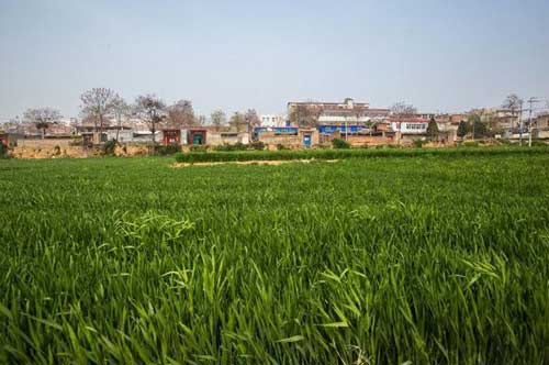 小麦种植技巧：小麦科学拌种与小麦叶面喷肥要点