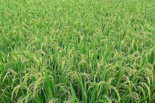 糯米稻种植栽培技术及病虫害防治方法