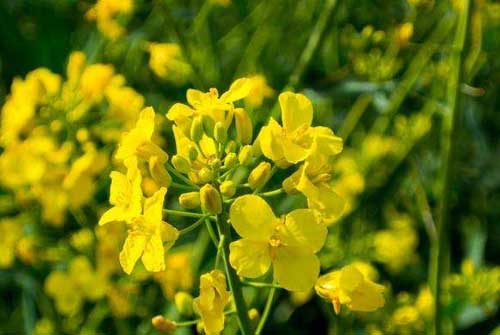 种植与防病：油菜叶片发红原因及防治措施