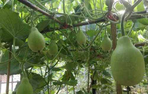 日本肉葫芦种植栽培管理技术