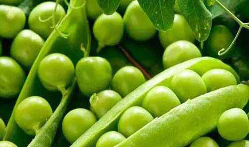 种植与良种：毛豆珍品——豌豆王