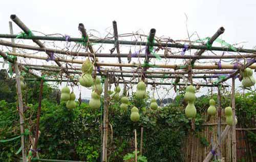 日本肉葫芦种植栽培管理技术