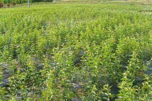 果树种植与栽培：果园地膜覆盖穴贮肥水旱栽技术