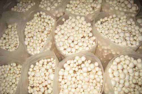 金针菇种植栽培及生产管理技术