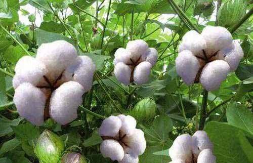 种植经验——棉花蕾铃期的施肥技术