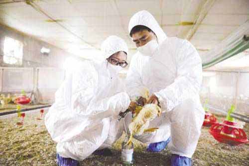 家禽养殖经验——家禽切翅饲养管理技术
