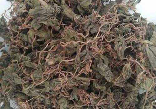 青天葵（独叶莲）种植栽培管理技术