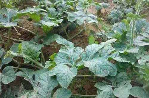 种植经验——西瓜再生裁培方法及步骤