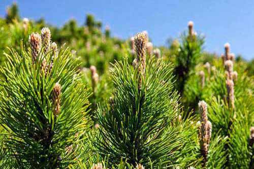 松树种植栽培技术|松树容器育苗方法