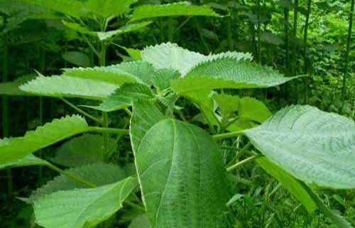 苎麻种植栽培过程和管理技术