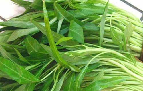 薄膜小拱棚种植栽培空心菜技术