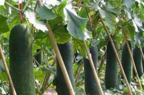 冬瓜种植技术|冬瓜结大果措施