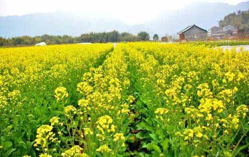 油菜种植技术——迟栽油菜高产需要哪些措施