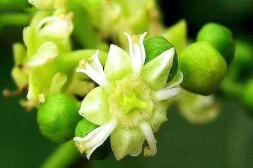种植经验——拐枣种植繁育及冬季修剪方法