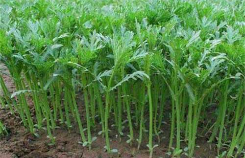 茼蒿种植栽培技术及管理措施