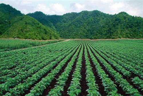 绿豆种植获得高产需要哪些管理措施