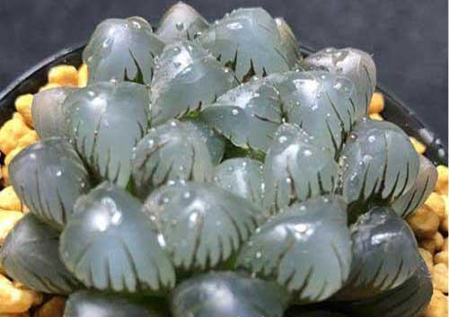 冰灯玉露种植栽培经验