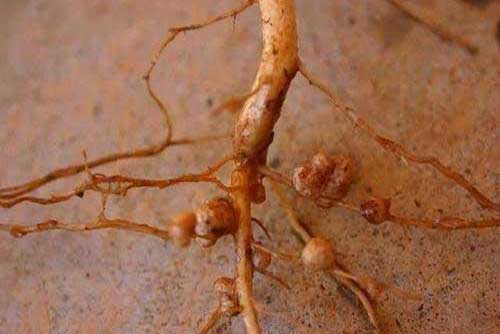 大豆根瘤菌剂简易制作及拌种方法