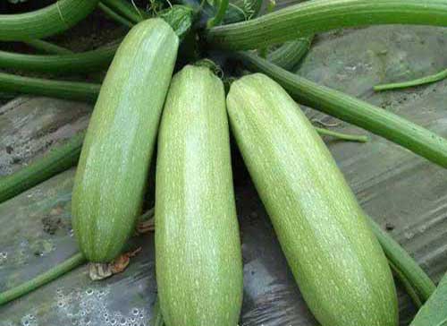 北瓜种植栽培技术及采收方法